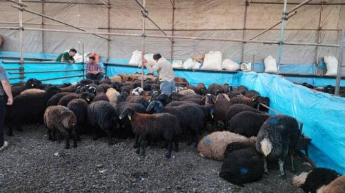 عرضه گوشت دام زنده با قیمت زیر ۸۵ هزار تومان در مراکز شهرداری تهران