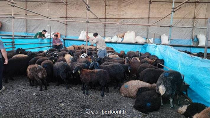 عرضه گوشت دام زنده با قیمت زیر ۸۵ هزار تومان در مراکز شهرداری تهران