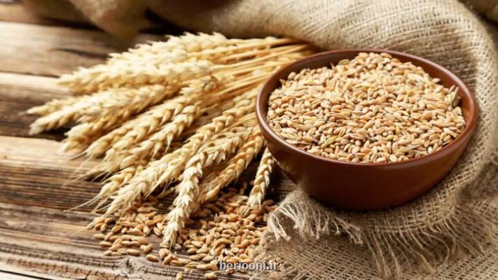 گلوتن گندم ممکن است موجب التهاب مغز شود