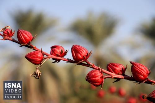 ویدیو، برداشت چای ترش در شهرستان کارون