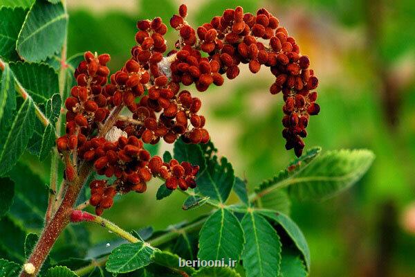 سماق ادویه ای خوش طعم با چاشنی سلامت!