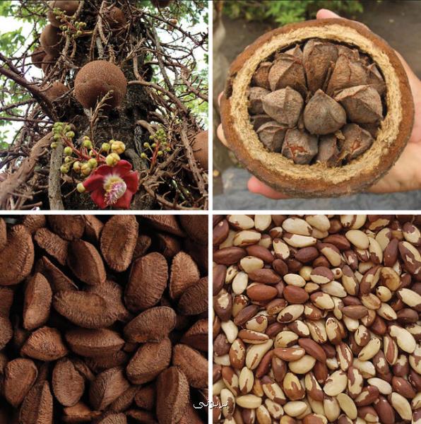 خطر مصرف زیاد آجیل برزیلی
