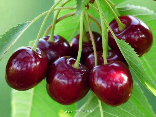 خواص گیلاس از دید طب سنتی