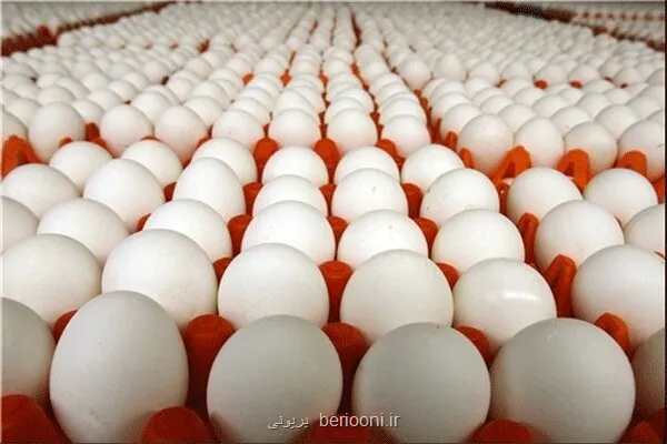 مصرف چه تعداد تخم مرغ در هفته مناسب می باشد