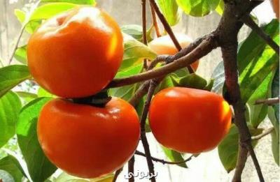ثبت ملی ۹ میراث معنوی تهران